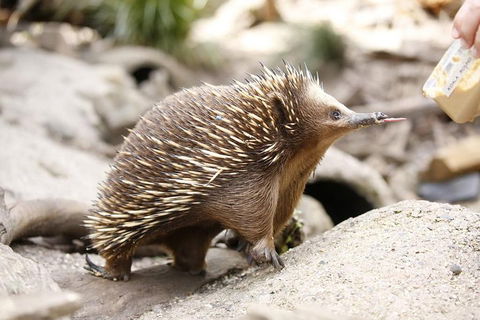 Healesville Sanctuary General Entry Ticket - Accommodation Gold Coast 4