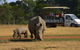 Off-Road Safari At Werribee Open Range Zoo - thumb 5