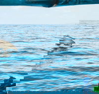 Cruise with Dolphins in Byron Bay - Accommodation Gold Coast