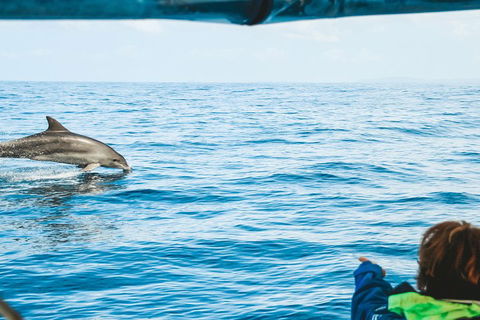 Cruise With Dolphins In Byron Bay - Accommodation Gold Coast 0