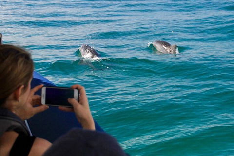 Cruise With Dolphins In Byron Bay - Accommodation Gold Coast 1