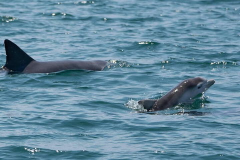 Cruise With Dolphins In Byron Bay - Accommodation Gold Coast 5