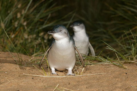 Phillip Island Penguin And Koala Highlights Day-Trip From Melbourne - Accommodation Gold Coast 3
