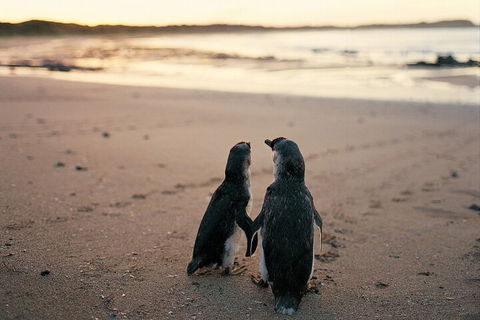 Phillip Island Penguin And Koala Highlights Day-Trip From Melbourne - Accommodation Gold Coast 4