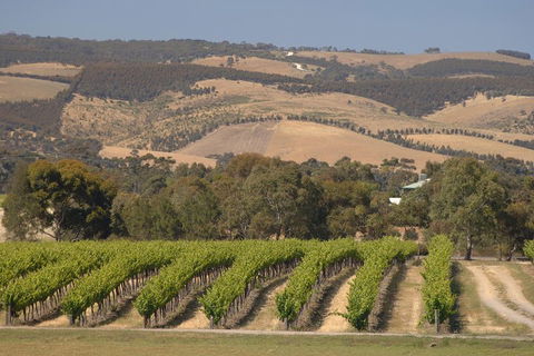 McLaren Vale And Glenelg Wine Tasting And Sightseeing (Half-day Afternoon) - Accommodation Gold Coast 2