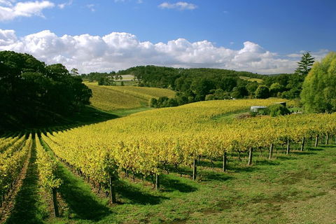 McLaren Vale And Glenelg Wine Tasting And Sightseeing (Half-day Afternoon) - Accommodation Gold Coast 4