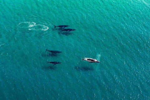 40-45 Minute Port Stephens And Stockton Beach Helicopter Flight - For 2 - 1 Gold Coast 0