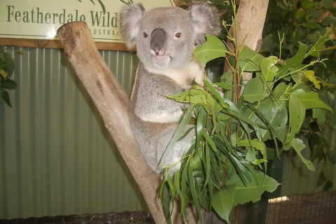 Blue Mountains Private Tour With Wildlife Park And River Cruise - Accommodation Gold Coast 5