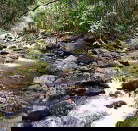 Springbrook Full Day Tour - 1 Gold Coast