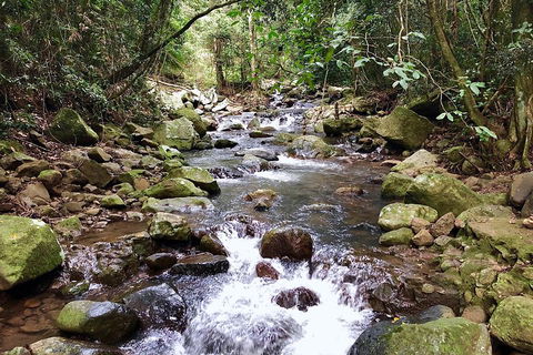 Springbrook Full Day Tour - Accommodation Gold Coast 0