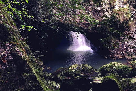 Springbrook Full Day Tour - Accommodation Gold Coast 3