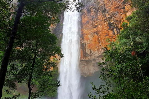 Springbrook Full Day Tour - Accommodation Gold Coast 5
