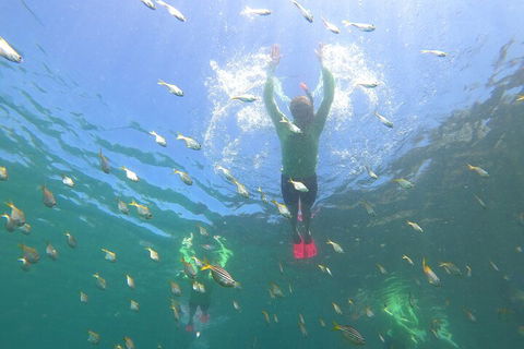 Manly Snorkel Trip And Nature Walk With Local Guide - Accommodation Gold Coast 0