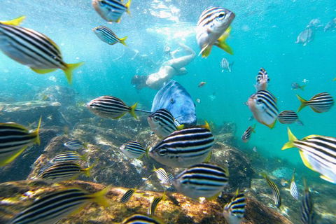 Manly Snorkel Trip And Nature Walk With Local Guide - Accommodation Gold Coast 2