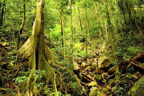 Barron Gorge And Kuranda National Park Half Day Rainforest And Waterfall 4WD Tour From Cairns - Accommodation Gold Coast 4