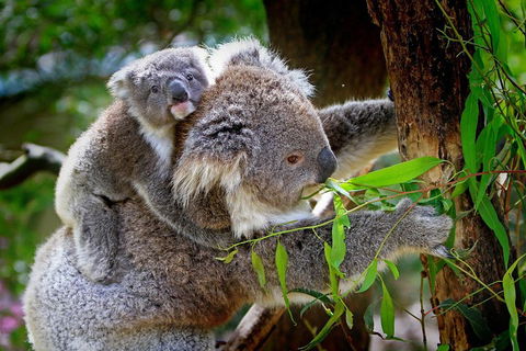 1 Day Exclusively Private Tour Of Phillip Island & The Penguin Parade - Accommodation Gold Coast 2