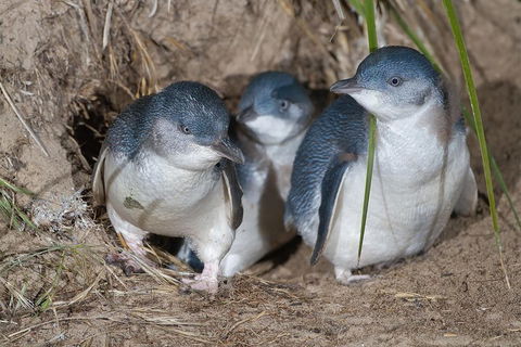 1 Day Exclusively Private Tour Of Phillip Island & The Penguin Parade - Accommodation Gold Coast 5