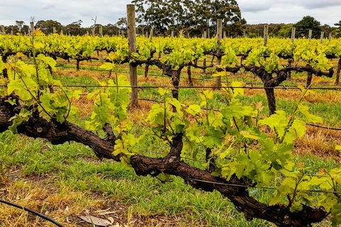 Margaret River Indulge And Discover Day Tour - Accommodation Gold Coast 5