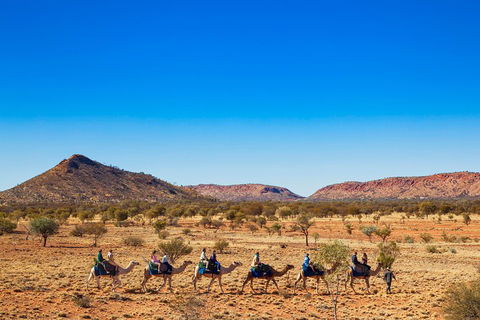 Alice Springs Camel Tour - Accommodation Gold Coast 0