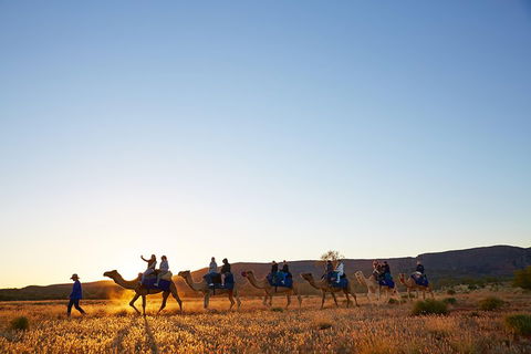 Alice Springs Camel Tour - Accommodation Gold Coast 1