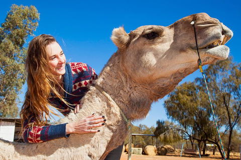 Alice Springs Camel Tour - Accommodation Gold Coast 2