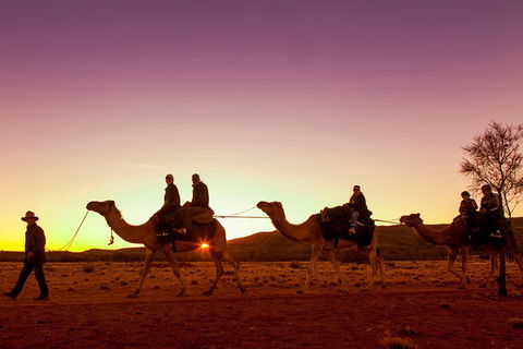 Alice Springs Camel Tour - Accommodation Gold Coast 4