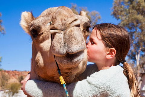 Alice Springs Camel Tour - Accommodation Gold Coast 5