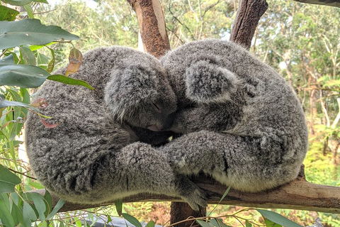 Central Coast Explorer With 'Personalised Sydney Tours' - Accommodation Gold Coast 5