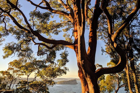 Manly & Sydney's Northern Beaches With 'Personalised Sydney Tours' - Accommodation Gold Coast 4