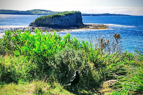 Erupting Blowholes And Ancient Rainforests With 'Personalised Sydney Tours' - Accommodation Gold Coast 3