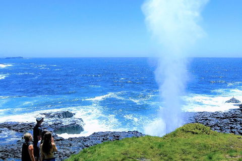 Erupting Blowholes And Ancient Rainforests With 'Personalised Sydney Tours' - Accommodation Gold Coast 5