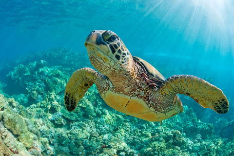 All Inclusive Dolphin And Tangalooma Wrecks Cruise - Accommodation Gold Coast 3