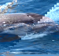 Jervis Bay Dolphin Watch Cruise - Accommodation Gold Coast