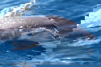 Book Viator Accommodation Vacations Accommodation Gold Coast Accommodation Gold Coast