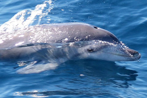 Jervis Bay Dolphin Watch Cruise - Accommodation Gold Coast 0