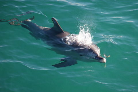 Jervis Bay Dolphin Watch Cruise - Accommodation Gold Coast 1