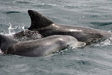 Jervis Bay Dolphin Watch Cruise - Accommodation Gold Coast 2