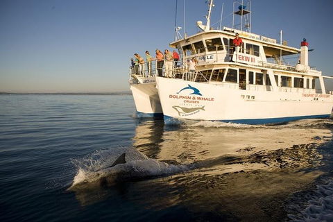 Jervis Bay Dolphin Watch Cruise - Accommodation Gold Coast 3