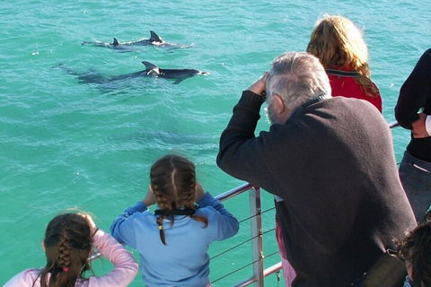 Jervis Bay Dolphin Watch Cruise - Accommodation Gold Coast 4