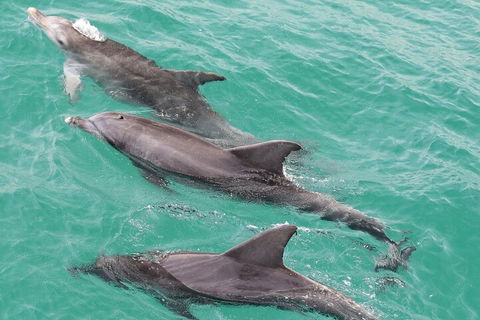 Jervis Bay Dolphin Watch Cruise - Accommodation Gold Coast 5