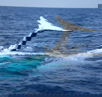 Whale Watching Jervis Bay - Accommodation Gold Coast