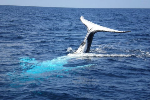 Whale Watching Jervis Bay - Accommodation Gold Coast 0