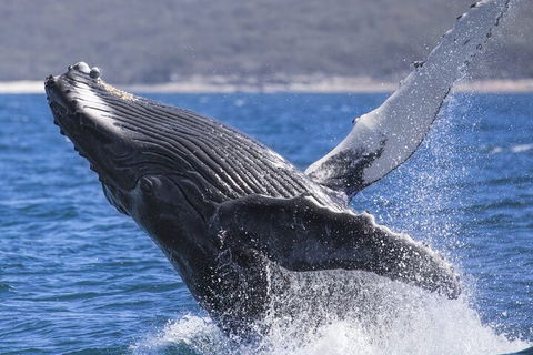 Whale Watching Jervis Bay - Accommodation Gold Coast 2
