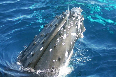 Whale Watching Jervis Bay - Accommodation Gold Coast 3