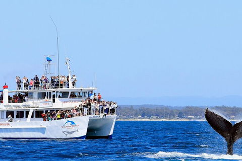 Whale Watching Jervis Bay - Accommodation Gold Coast 4