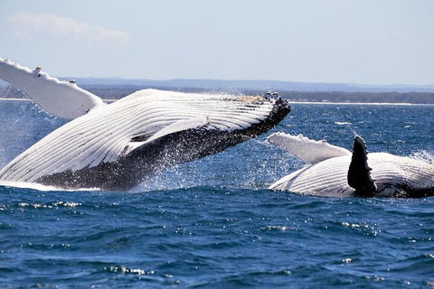 Whale Watching Jervis Bay - Accommodation Gold Coast 5