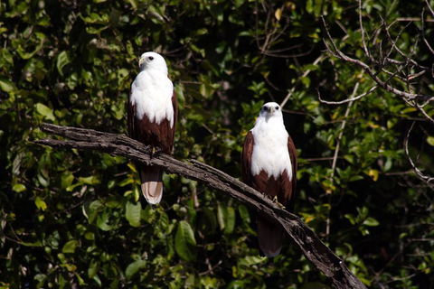 Whitsunday Crocodile Safari Including Lunch - Accommodation Gold Coast 2