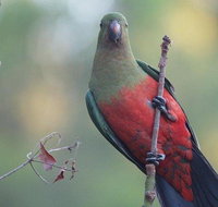Inside the Greater Blue Mountains World Heritage - A Wildlife Safari Overnight - Accommodation Gold Coast