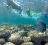 Manly and Shelly Beach Snorkeling Tour - Accommodation Gold Coast