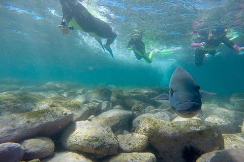Manly And Shelly Beach Snorkeling Tour - Accommodation Gold Coast 0